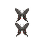 �^�g�D�[�V�[���@���g�H(�^�g�D�[�E�h�V�[��)